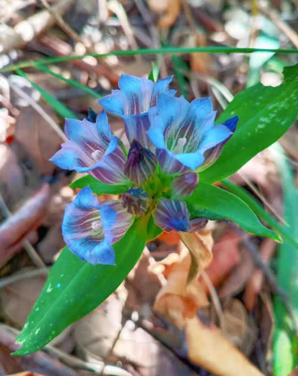 云南紫花  滇龙胆苗苗 龙胆草 苦龙胆 苗