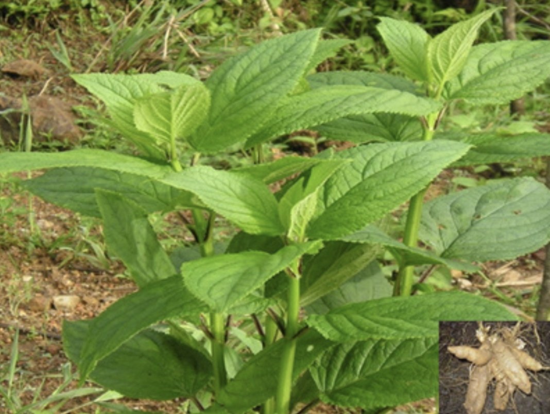 玄参苗 元参苗 浙玄参 黑参苗 重台 鬼藏 正马 玄台苗