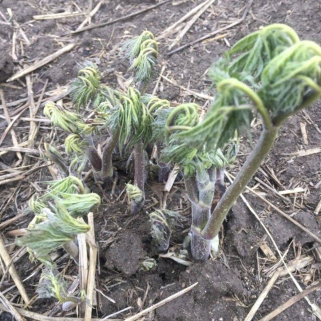 云南升麻苗 大叶升麻苗