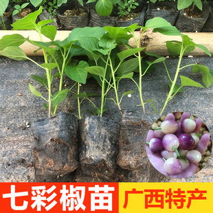 五彩椒七彩椒苗七彩辣椒苗彩椒广西泡椒小开盆栽