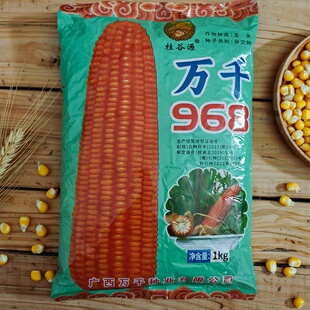 广西万千968杂交玉米种子大棒抗病易存活适合杂交玉米种