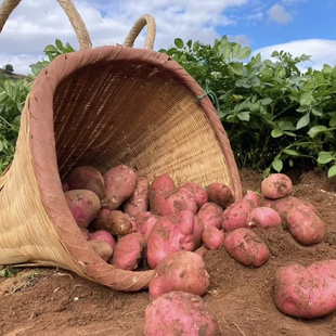 柴门庄园 云南农家特产红皮土豆新鲜精品土豆5斤小果中果 包邮
