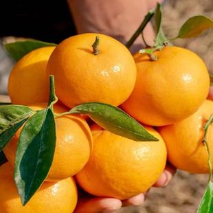 云南正宗高原老树黄皮沃柑新鲜水果当季5/9斤现摘现发礼盒装