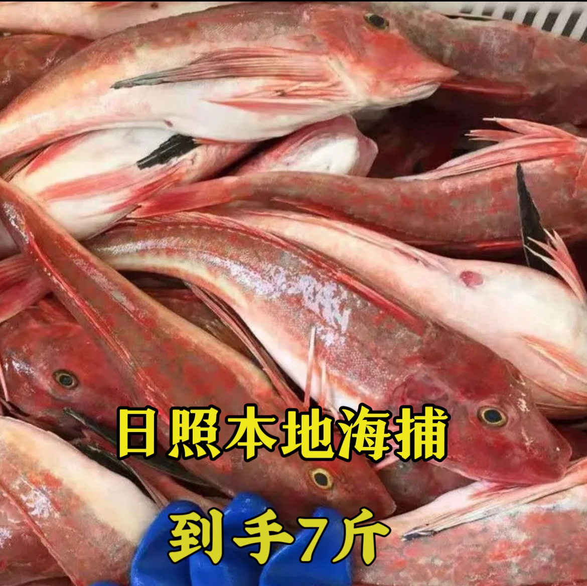 日照本地海捕红头鱼新鲜海捕速冻红娘子鱼红娃鱼海产品干货7斤装
