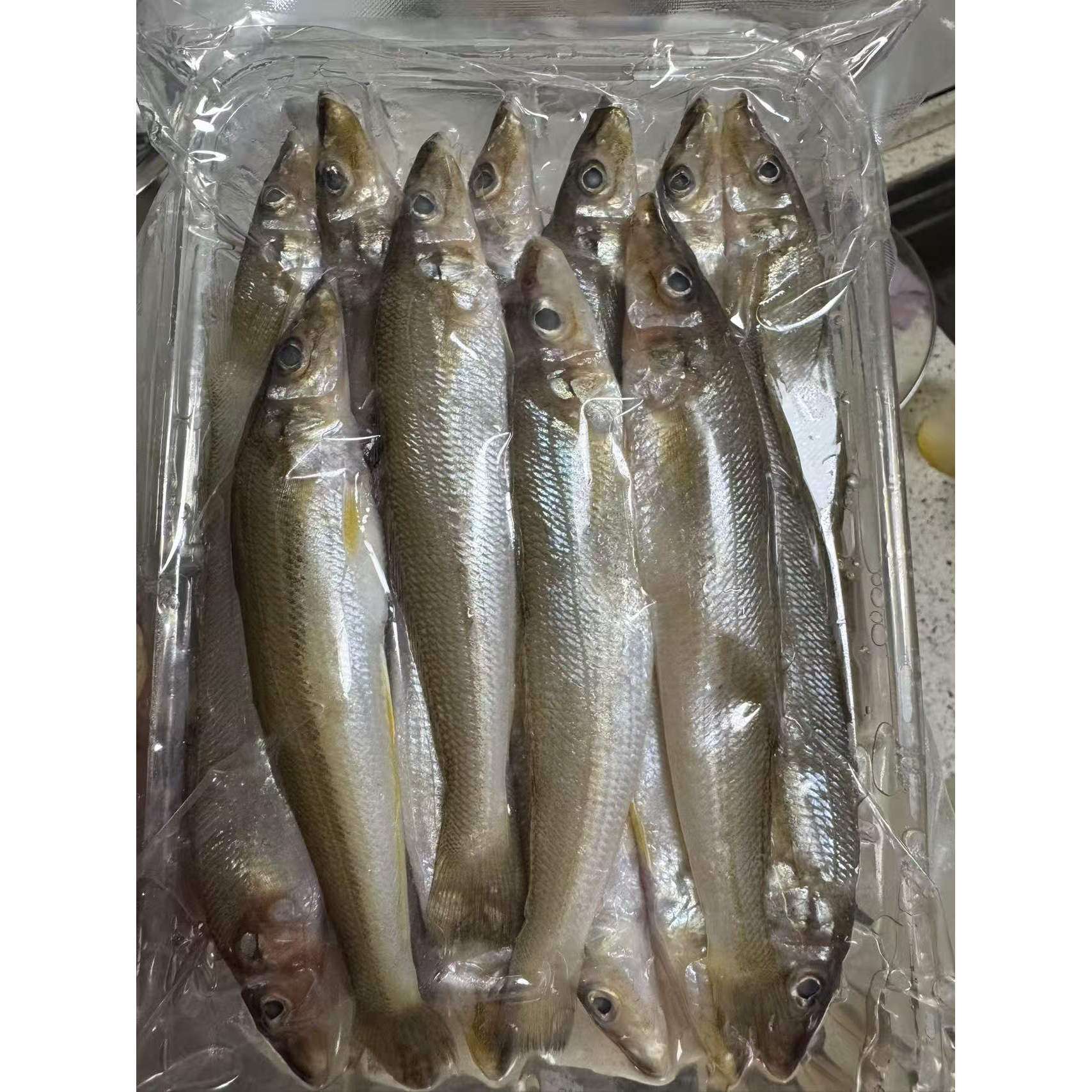 沙丁鱼首播福利产地直发