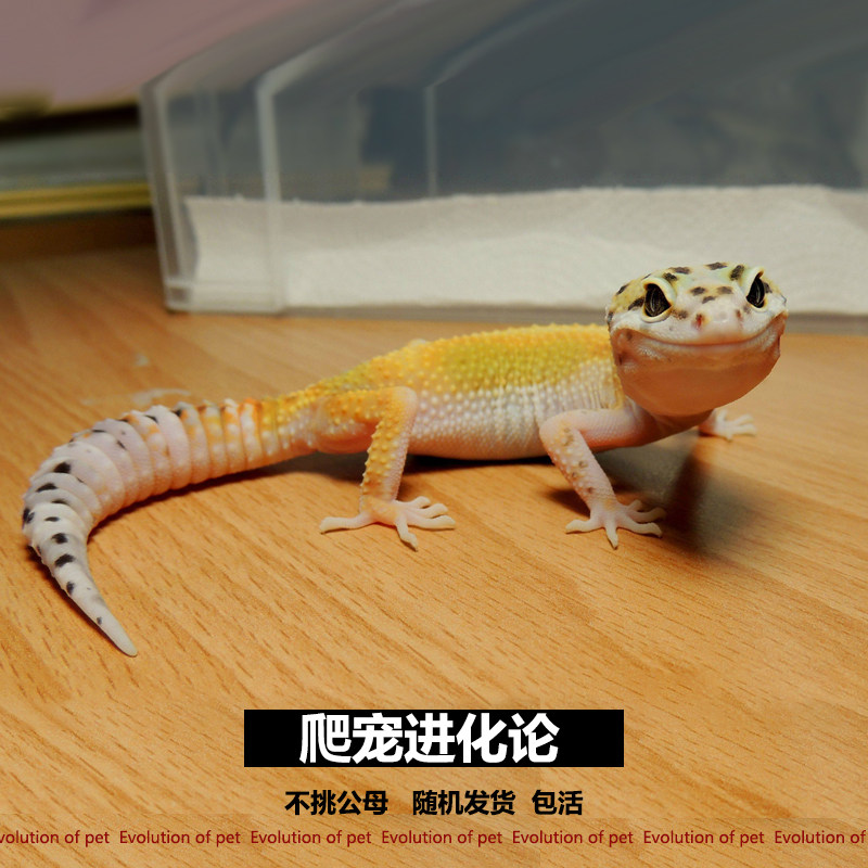 爬蟲寵物守宮幼體苗子亞成體包活入門雪花豹紋高黃物蜥蜴活體異型在類目 寵物/寵物食品及用品, 爬蟲/鳴蟲及其用品, 其他爬蟲/鳴蟲中 - 來自Buy2taobao.com提供專業的淘寶代購服務