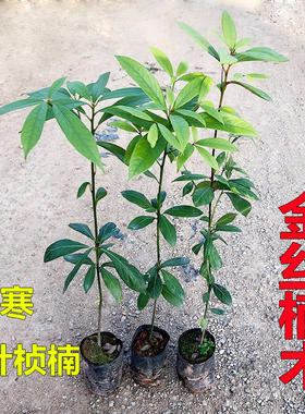 金丝楠木树苗四川正宗小叶桢楠名贵苗木庭院绿化大树地栽盆栽常绿