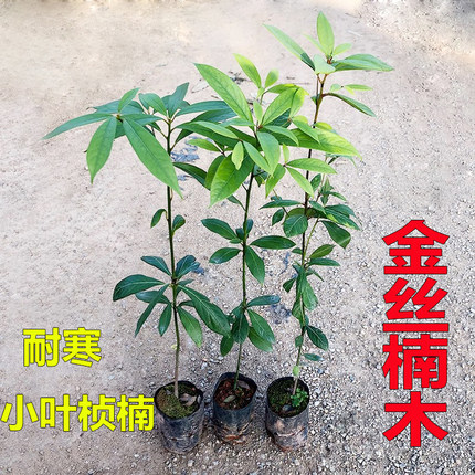 金丝楠木树苗四川正宗小叶桢楠闽楠润楠名贵苗木庭院绿化大树常绿