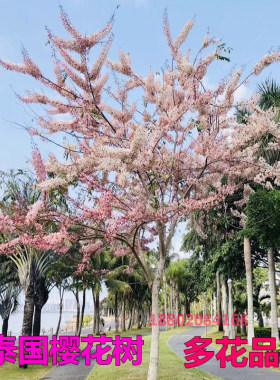 花期木树泰国樱花树苗庭院绿化树