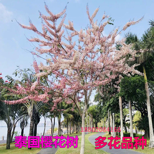 正宗花旗木树苗泰国樱花树苗名贵苗木庭院绿化风景大树地栽盆栽