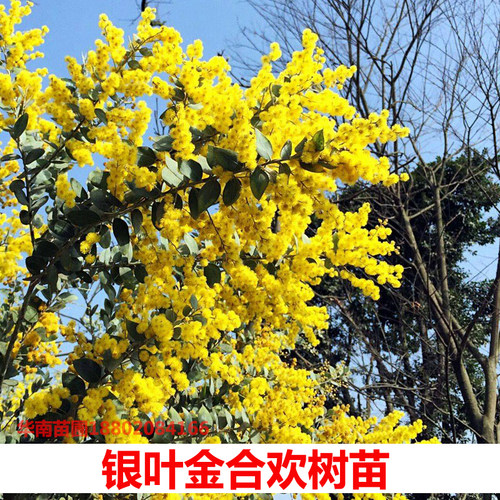 银叶金合欢树满树开花观花盆栽