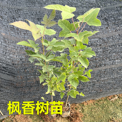枫香树苗三角枫风景造林复绿树苗