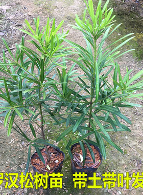 罗汉松树苗雀舌罗汉松盆栽绿植