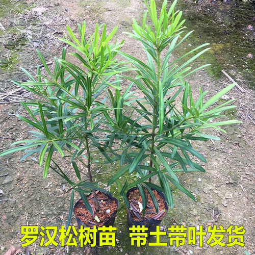 罗汉松树苗雀舌罗汉松盆栽绿植