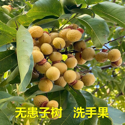 无患子树苗洗发果苗镇宅保平安树鬼见愁大树名贵中药植物绿化庭院