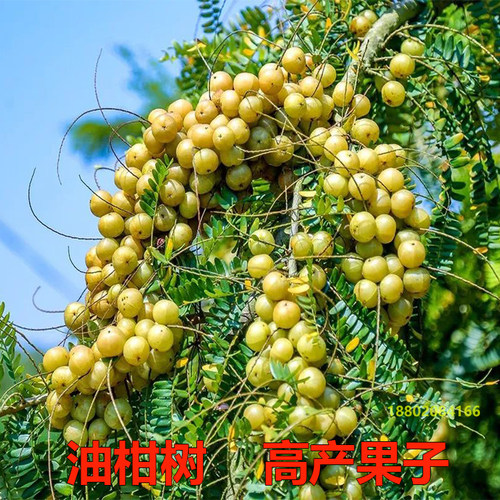 油甘果苗原生苗潮汕甜种油甘苗