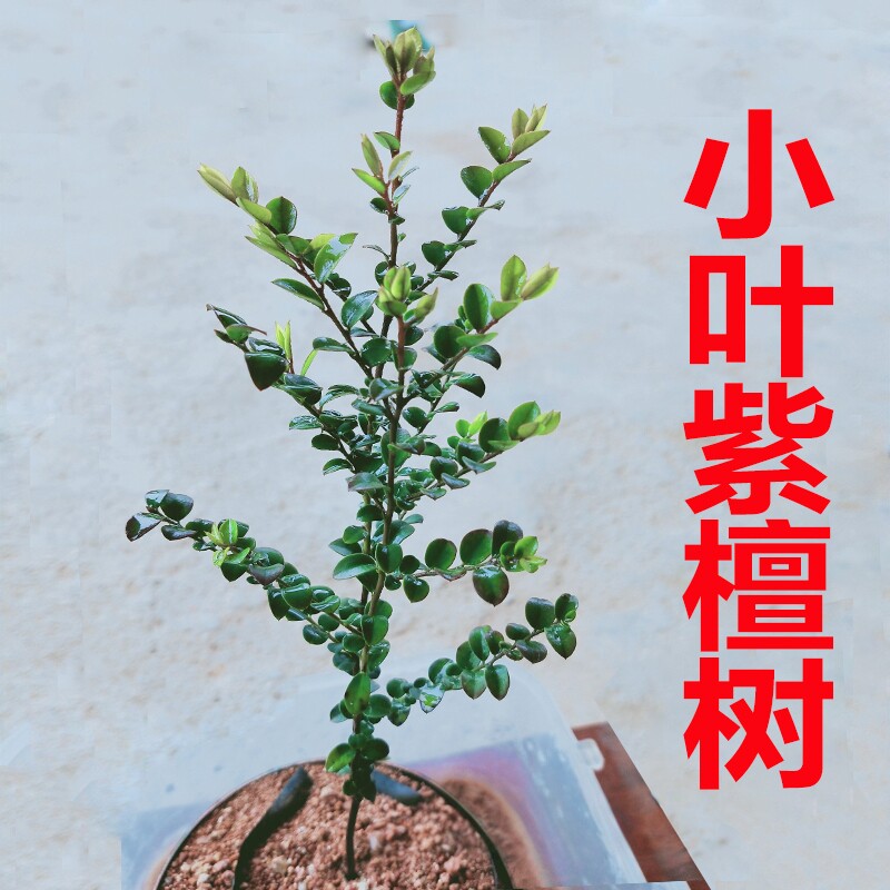 小叶紫檀树苗紫檀盆景常绿植物观叶名贵花卉盆栽四季好养耐寒苗木