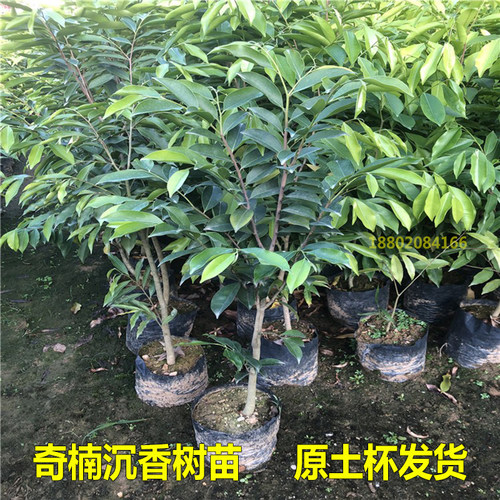 奇楠沉香树苗包结香名贵苗木