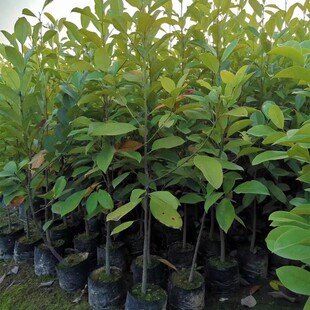 火力楠树苗乐昌含笑苗醉香含笑树苗庭院花树绿化苗木风景树常绿