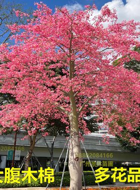 异木棉树大腹木棉树苗英雄红花木棉满树开花庭院绿化景观树耐寒