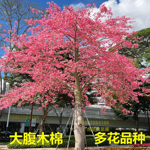异木棉树大腹木棉树苗满树开花