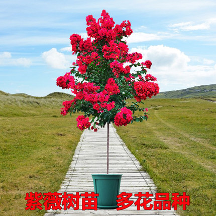 红花紫薇树苗红火箭百日红花树阳台庭院花卉植物绿化盆景四季开花