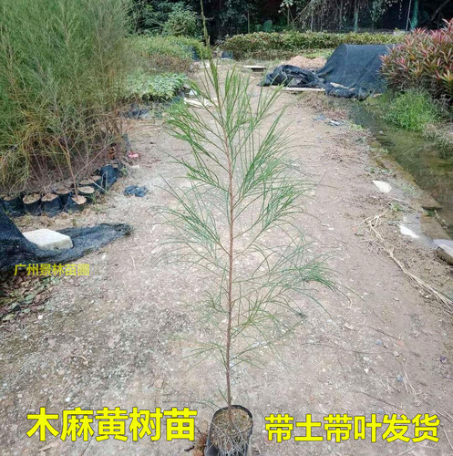 木麻黄树苗造林复绿树苗四季常绿