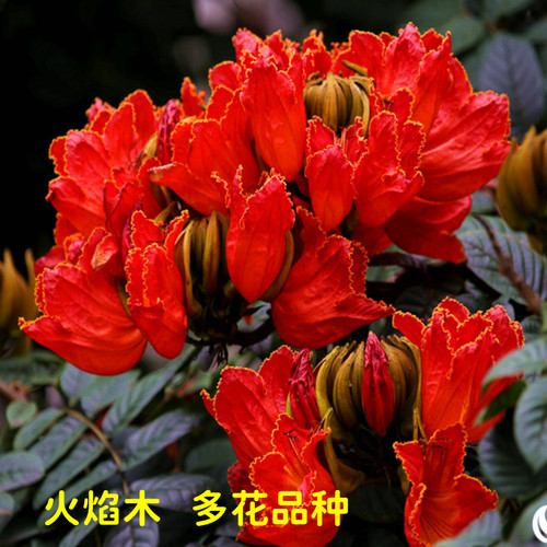 火焰木树苗名贵庭院绿化风景树