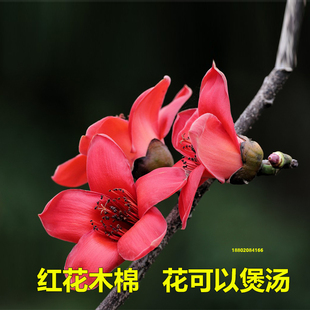 木棉花树苗英雄树红花木棉观花风景树庭院绿化树四季开花地栽盆栽