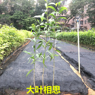 相思树苗大叶相思木苗小叶台湾相思树马占相思风景造林复绿树常绿