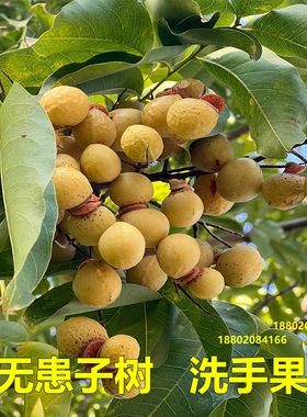 无患子树苗洗手果树鬼见愁树绿化树木患子大树中药植物镇宅保平安