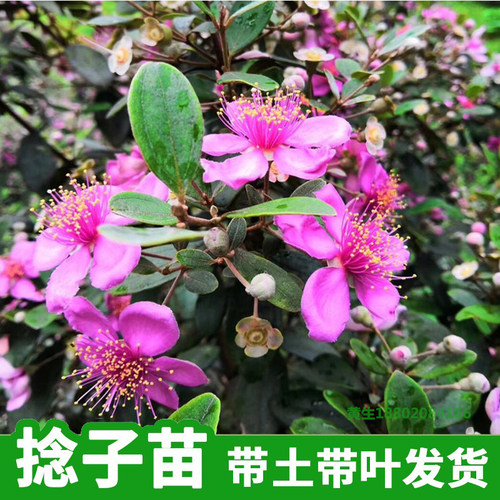 桃金娘树苗捻子果苗山菍子树地稔