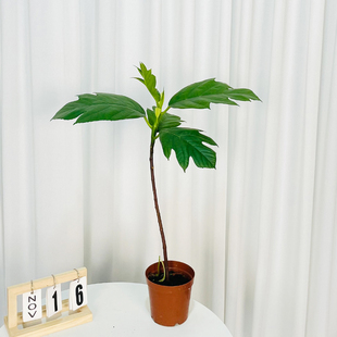 面包树苗盆栽绿植客厅网红花卉四季 常绿观叶植物 好养活北欧风四季