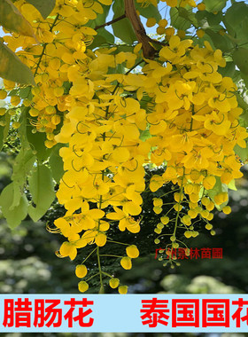 泰国国花腊肠树苗垂丝黄花阿勃勒黄金雨绿化庭院风景树金链花树苗