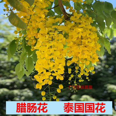 泰国国花腊肠树苗垂丝黄花阿勃勒黄金雨绿化庭院风景树金链花树苗