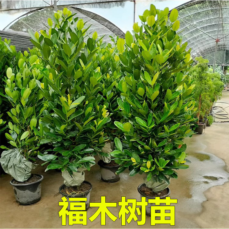台湾福木树苗菲岛福木名贵苗木观叶盆景大树客厅别墅庭院绿化常绿