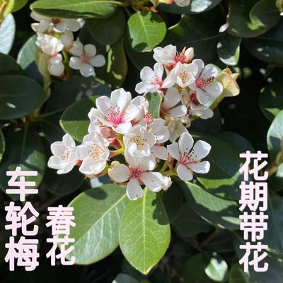 海岛春花树苗车轮梅树四季开花