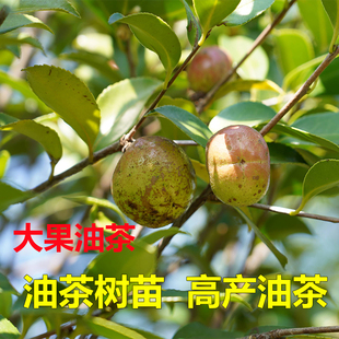 油茶树苗高产茶子树软枝茶籽树苗高产白花山茶油树南方北方种植