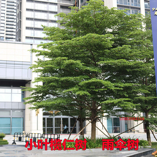 小叶榄仁树苗细叶榄仁绿化风景树雨伞树锦叶榄仁苗四季常绿植物
