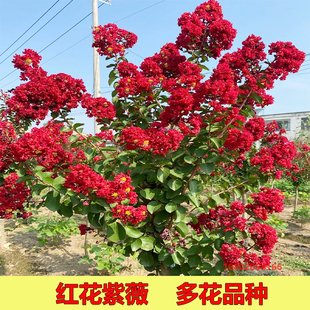 红花紫薇树苗红火箭百日红花树阳台庭院花卉植物绿化盆景四季开花