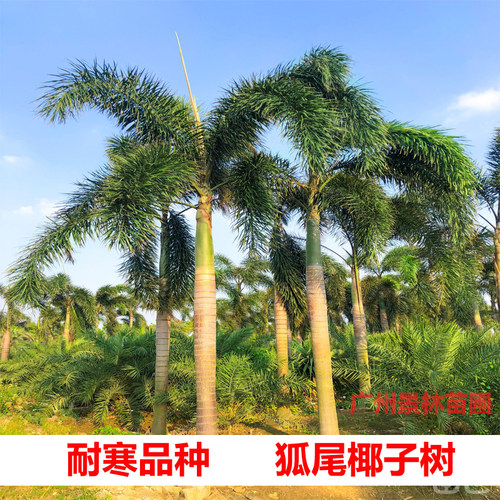 狐尾椰子树苗盆栽绿植庭院绿化树