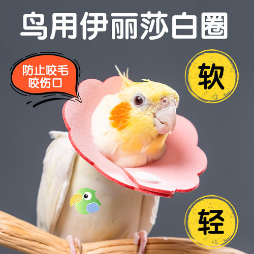 鹦鹉伊丽莎白圈牡丹玄凤小太阳