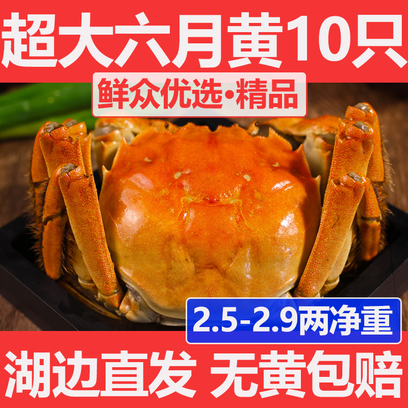 现货六月黄鲜活螃蟹10只2.5-2.9两满黄超大特肥大闸蟹江苏蟹水产