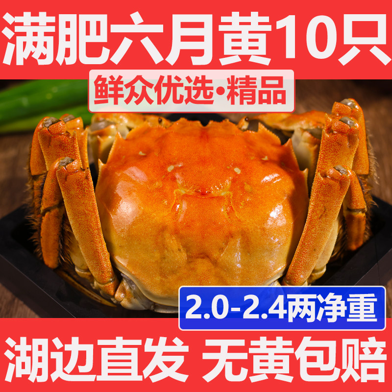 现货六月黄鲜活螃蟹10只2.0-2.4两满黄超大特肥大闸蟹江苏蟹水产
