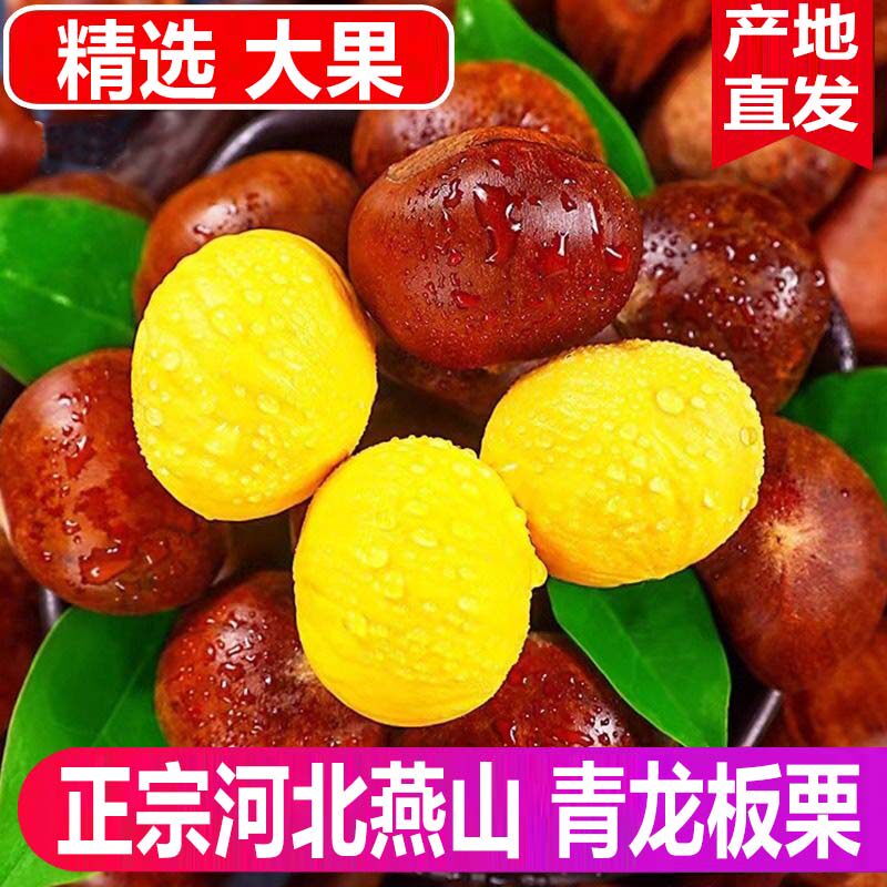 新鲜当青龙板栗生栗子燕山2025年新货特产大粒油栗出口级品质