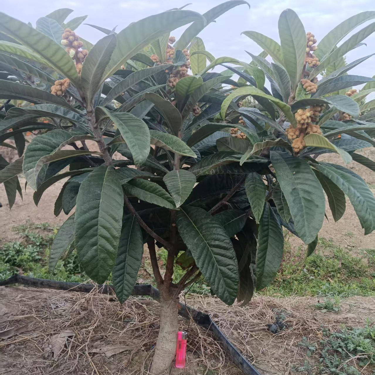 正宗东山白玉枇杷苗矮化枇杷苗嫁接苗水果盆栽绿植,鲜花速递/花卉仿真/绿植园艺,果树,淘宝优惠券,粉丝福利购,淘宝优惠卷