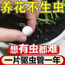 园艺防虫片糖化硼肥片绿植花卉防虫颗粒园艺驱虫片驱蚊虫防飞蚜虫