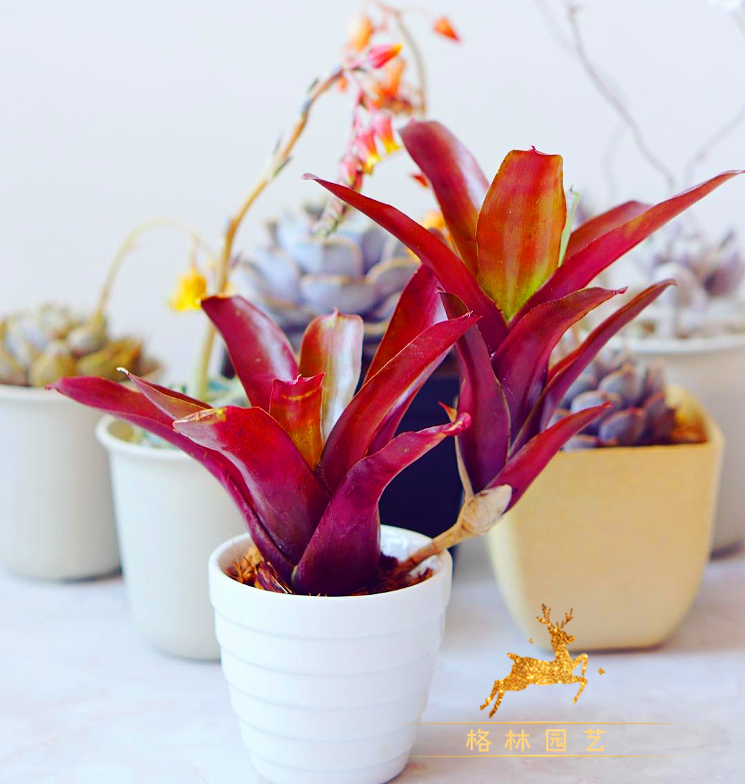 格林园艺 积水凤梨 红火球 小型易群生品种生态雨林缸造景