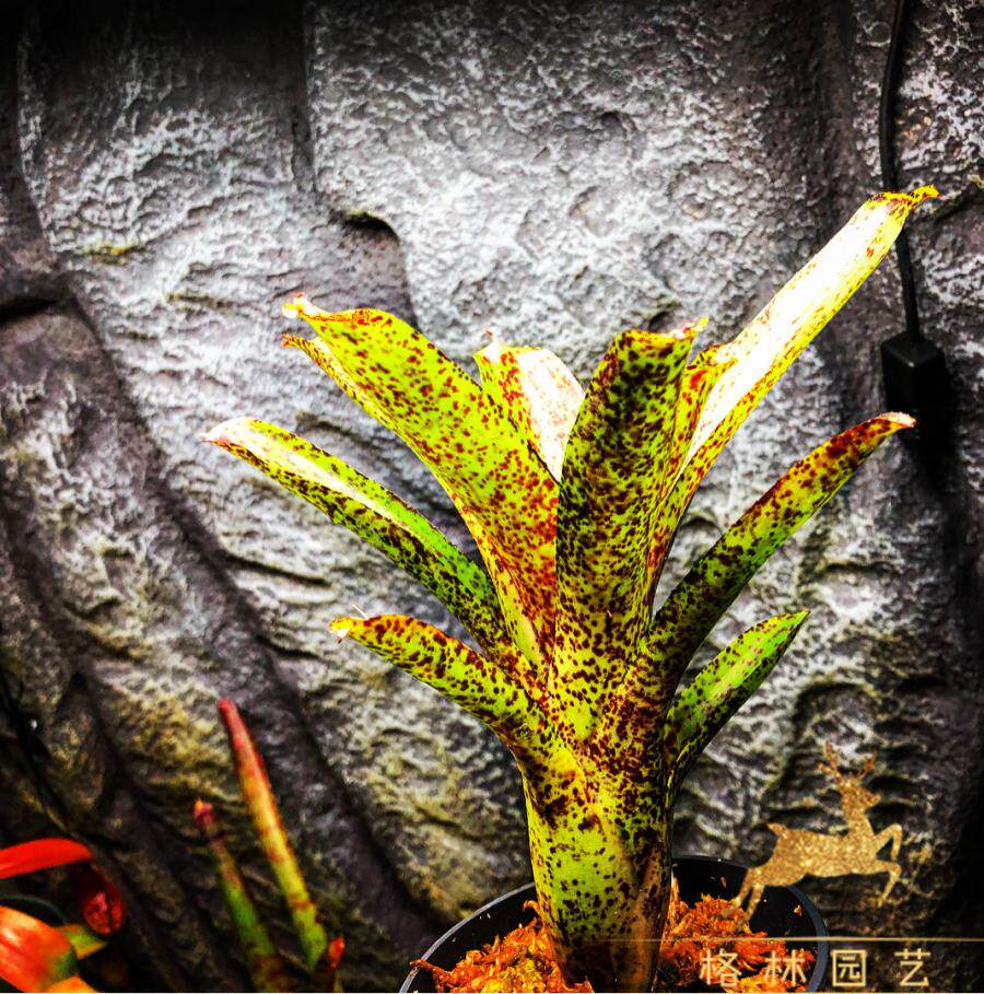 pepper胡椒 生态雨林缸造景观赏植物