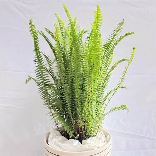 蕨类植物盆栽大型价格 多少钱 蕨类植物盆栽大型价格 多少钱